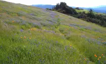 Russian_Ridge-Wildflowers.jpg
