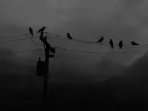 rainy_day_crows.jpg