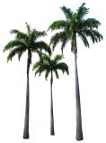 mod03_ejerobligatorio/fotos/palmeras.png