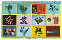 imagenes/plantas.jpg