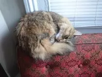 coil-cat.jpg