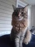 kitty.jpg
