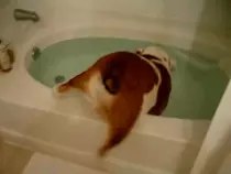 Images/GIFS/Dogs/Lets go for a swim.gif