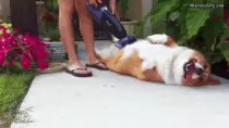 Images/GIFS/Dogs/Massage or Grooming.gif
