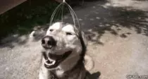 Images/GIFS/Dogs/Oh Yeah.gif