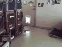Images/GIFS/Dogs/Play Time.gif