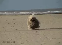 Images/GIFS/Dogs/Runaway Mop.gif