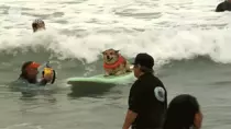 Images/GIFS/Dogs/Surfs Up.gif
