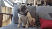 Images/GIFS/Dogs/When do we try and do math.gif