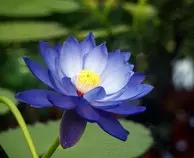 Blue Lotus Flower wallpaper 10.jpg