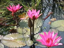 lotus-1184363.jpg