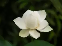 lotus-1400320.jpg