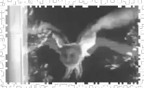 WHITE_OWL.png