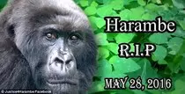 justiceforharambe.jpg