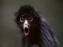 MONKEYS.jpg