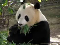 PANDA01.jpg