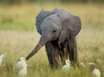 babyelephant.jpeg