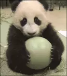 panda07.gif