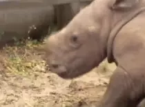 rhino.gif