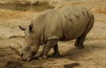 white rhino.jpg