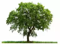 div/imagenes/arbol.jpg
