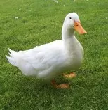 images/duck8.jpg