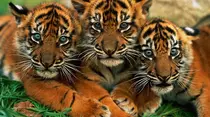 img/tigre3.png