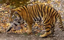 img/tigre4.png