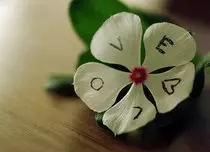 Love-Rose.jpg