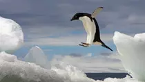 adelie-penguin-jumping-ocean.jpg