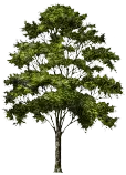 images/tr.png