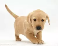 puppy.jpg