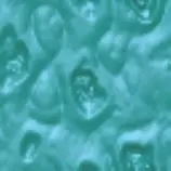 patterns/piraci.gif
