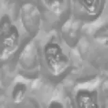 patterns/piracig.gif