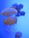 imagenes/medusa.jpg