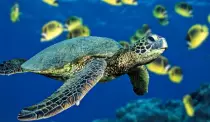 imagenes/tortuga.jpg