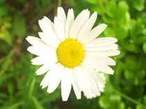 midterm images/a-flower-for-you.jpg