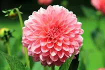 midterm images/flower-197343_960_720.jpg