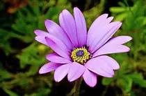 midterm images/nice-flower-1337198953S0C.jpg