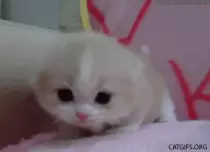 kitty.gif