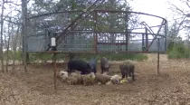 mikipedia+site/THE CAGE.gif