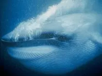 images/bluewhalea.jpg
