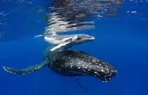 images/whale04a.jpg