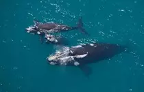 images/whale04b.jpg