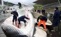 images/whale05a.jpg