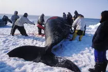 images/whale08a.jpg