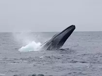 images/whale09.jpg