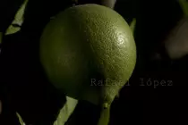 responsive.html/rafaimg/Limón.jpg