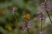 responsive.html/rafaimg/Mariposa2014072407033.png
