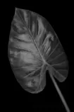responsive.html/rafaimg/_MG_1964_Hoja de_BN©.png